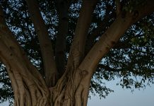 Top Matrimony Services for NRBs nrb-couple