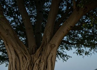 Top Matrimony Services for NRBs nrb-couple